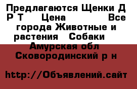 Предлагаются Щенки Д.Р.Т.  › Цена ­ 15 000 - Все города Животные и растения » Собаки   . Амурская обл.,Сковородинский р-н